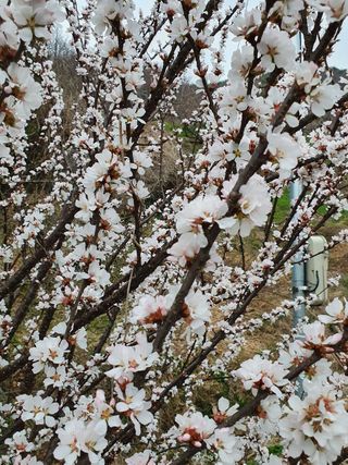 매실향기차향기님의 자유주제 · 사진전 작성글 사진