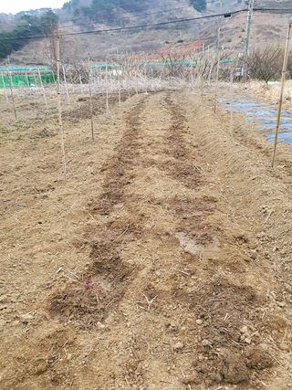 매실향기차향기님의 자유주제 · 사진전 작성글 사진