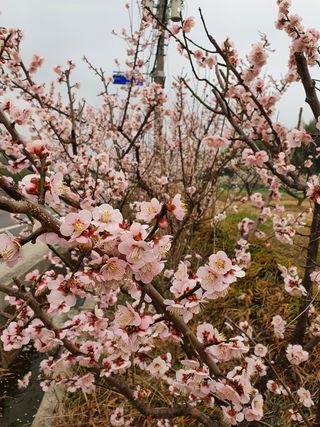 매실향기차향기님의 자유주제 · 사진전 작성글 사진
