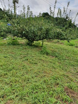 매실향기차향기님의 자유주제 · 사진전 작성글 사진