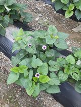 팜모닝 자유주제·사진전 게시글 이미지