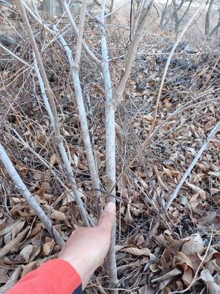알 수 없음님의 기타작물 · 자유게시판 작성글 사진