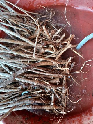 알 수 없음님의 기타작물 · 자유게시판 작성글 사진