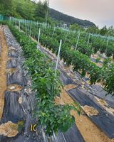 팜모닝 자유주제·사진전 게시글 이미지