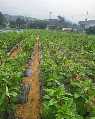 김경순님의 자유주제 · 사진전 작성글 사진