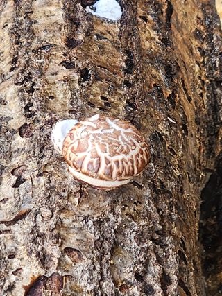 개울건너집님의 버섯 · 일상 작성글 사진