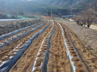 남원 윤형선님의 감자 · 자유게시판 작성글 사진