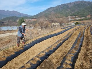 남원 윤형선님의 감자 · 자유게시판 작성글 사진