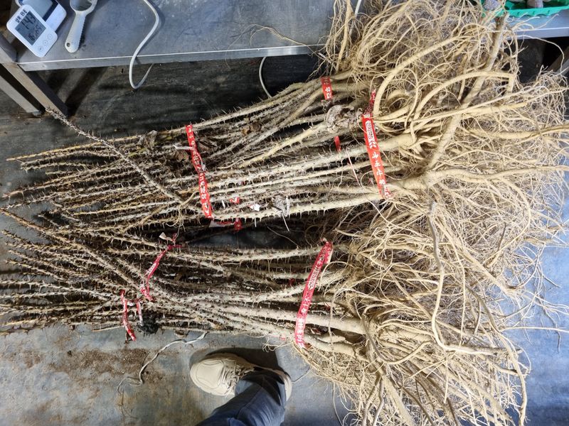 장터 상품 [(품절 마감)가시엄나무 특특묘 끝내줍니다.] 썸네일