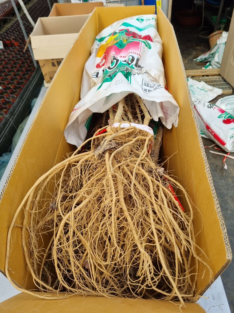 행복한나무농장님의 장터 판매 상품 [(품절 마감)가시엄나무 특특묘 끝내줍니다.] 첨부 사진