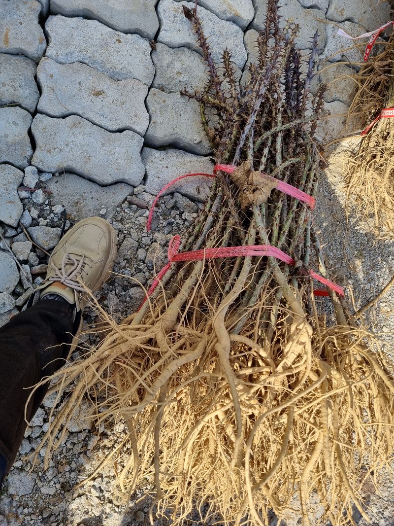 행복한나무농장님의 장터 판매 상품 [(품절 마감)가시엄나무 특특묘 끝내줍니다.] 첨부 사진