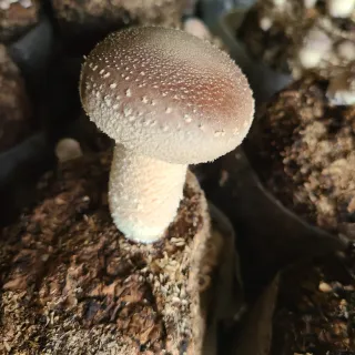 버섯왕자님의 자유주제 · 자유게시판 작성글 사진