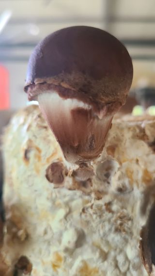 버섯왕자님의 자유주제 · 자유게시판 작성글 사진