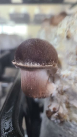 버섯왕자님의 자유주제 · 자유게시판 작성글 사진