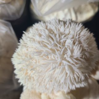 버섯왕자님의 자유주제 · 자유게시판 작성글 사진