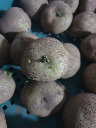 무 하님의 감자 · 자유게시판 작성글 사진