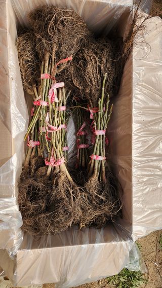 도기백님의 감 · 자유게시판 작성글 사진