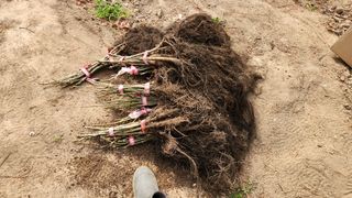 도기백님의 감 · 자유게시판 작성글 사진