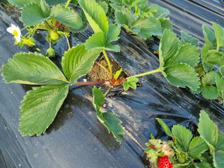 kyoungsu님의 기타작물 · 병해충상담 작성글 사진