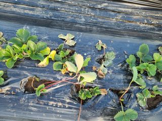 kyoungsu님의 기타작물 · 병해충상담 작성글 사진