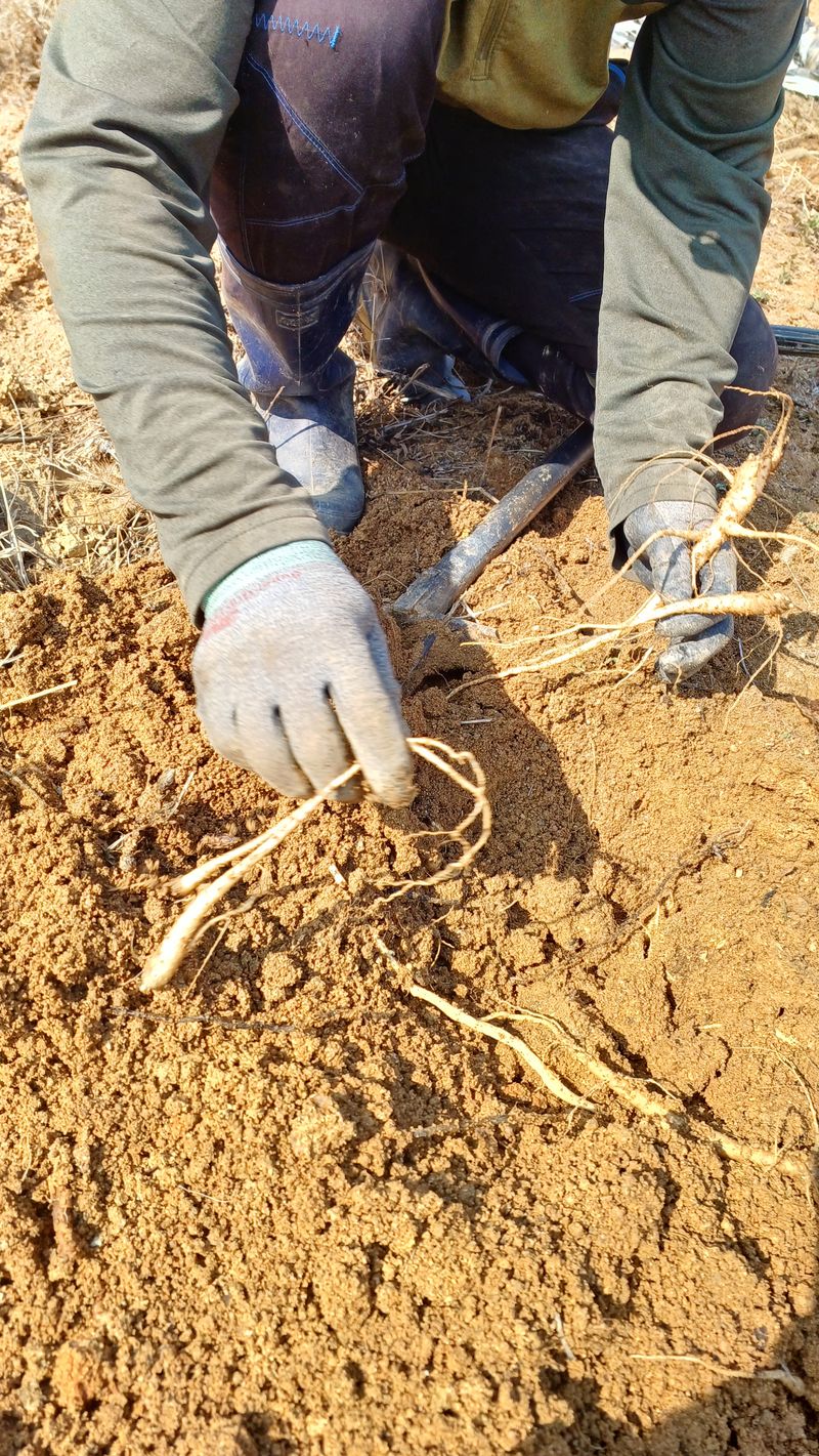 장터 상품 [자연에 맡겨 키운 도라지 1kg] 썸네일