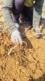 팜모닝 · 게시글 이미지