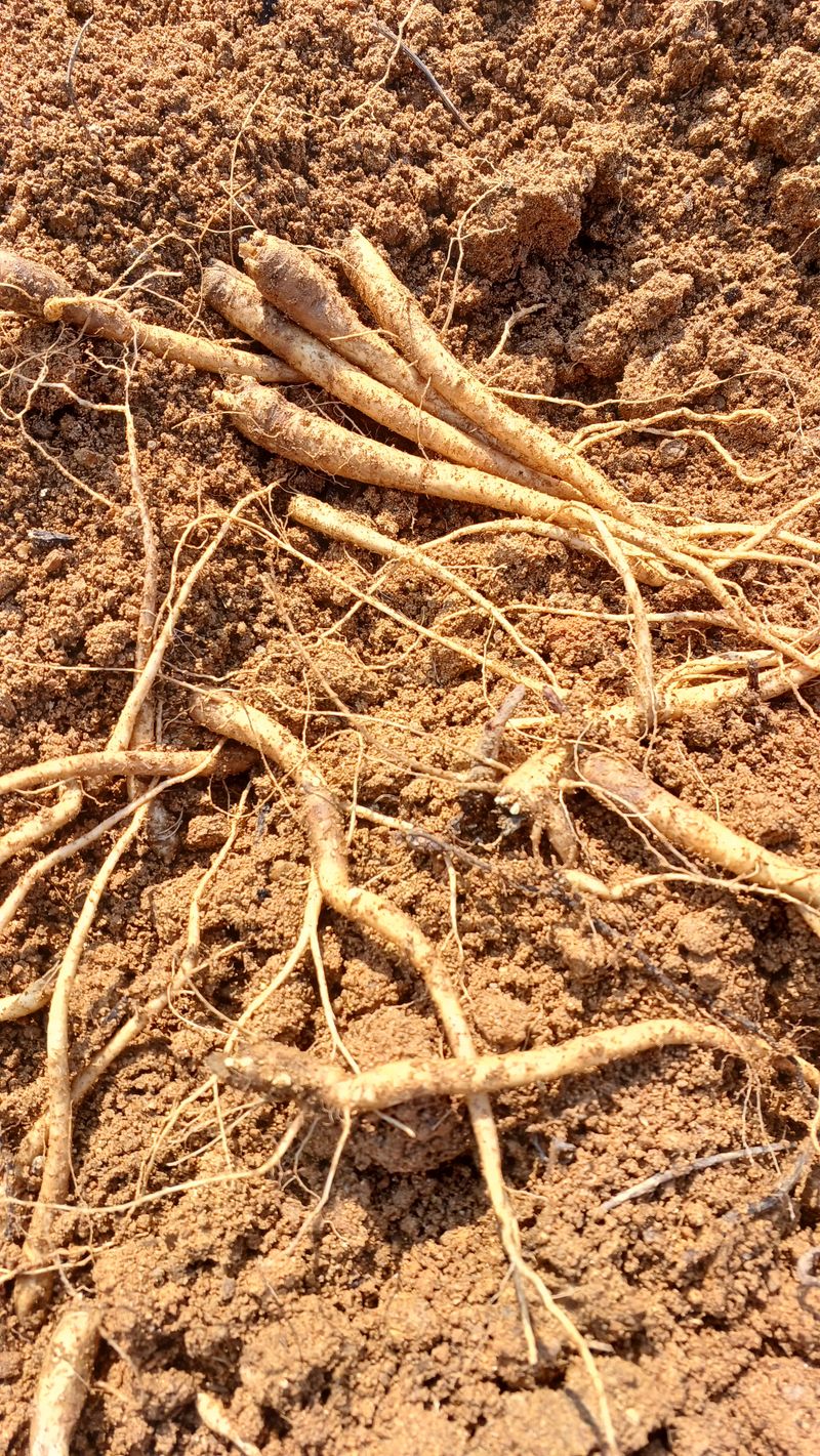 임오빈님의 장터 판매 상품 [자연에 맡겨 키운 도라지 1kg] 첨부 사진