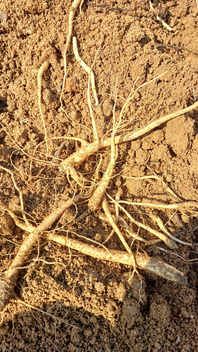 임오빈님의 장터 판매 상품 [자연에 맡겨 키운 도라지 1kg] 첨부 사진