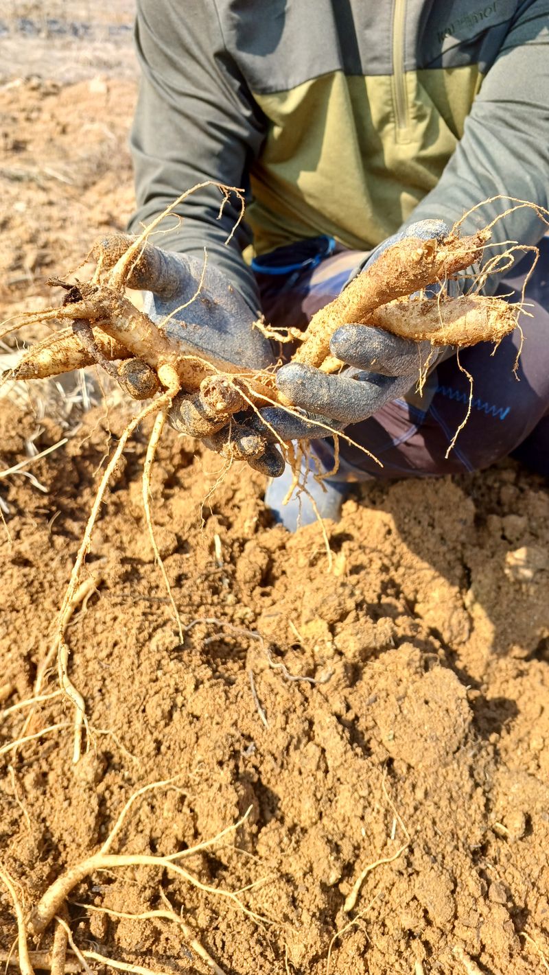 임오빈님의 장터 판매 상품 [자연에 맡겨 키운 도라지 1kg] 첨부 사진