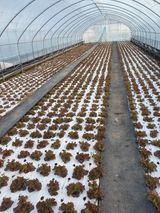 팜모닝 자유주제·자유게시판 게시글 이미지