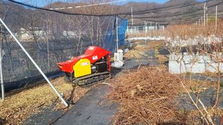 최경출님의 블루베리 · 자유게시판 작성글 사진