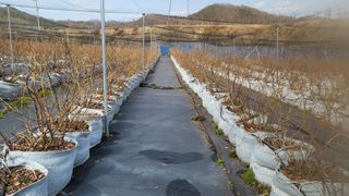 최경출님의 블루베리 · 자유게시판 작성글 사진