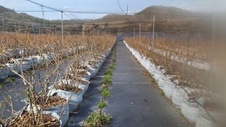 최경출님의 블루베리 · 자유게시판 작성글 사진