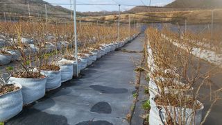 최경출님의 블루베리 · 자유게시판 작성글 사진