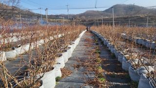 최경출님의 블루베리 · 자유게시판 작성글 사진