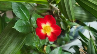 최경출님의 블루베리 · 자유게시판 작성글 사진