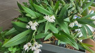 최경출님의 블루베리 · 자유게시판 작성글 사진