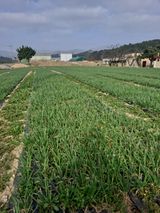 팜모닝 자유주제·자유게시판 게시글 이미지