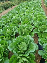 팜모닝 자유주제·자유게시판 게시글 이미지