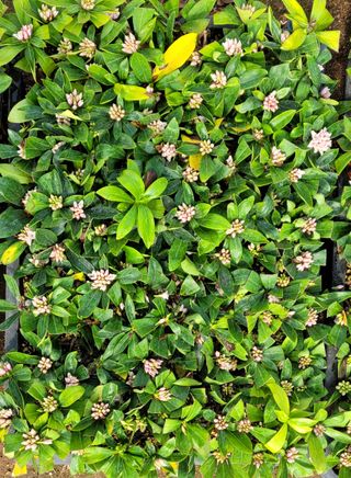 마로니에님의 자유주제 · 사진전 작성글 사진