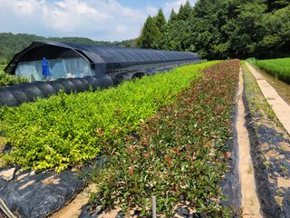 마로니에님의 자유주제 · 사진전 작성글 사진