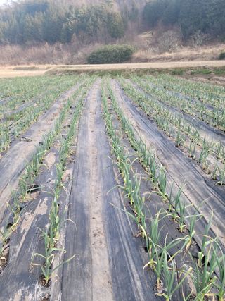 전남 장흥 장주하님의 마늘 · 비료•농약 작성글 사진