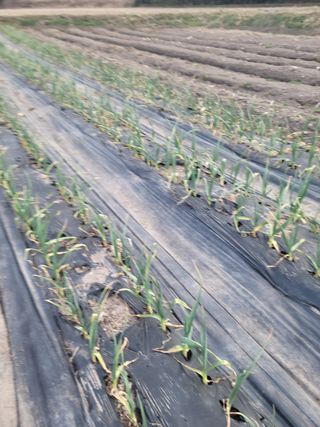 전남 장흥 장주하님의 마늘 · 비료•농약 작성글 사진