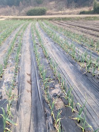 전남 장흥 장주하님의 마늘 · 비료•농약 작성글 사진