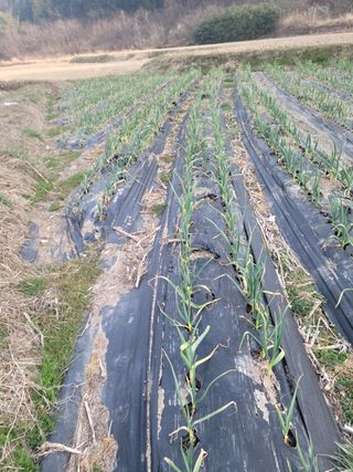 전남 장흥 장주하님의 마늘 · 비료•농약 작성글 사진