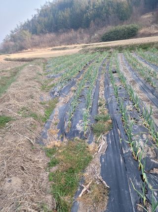 전남 장흥 장주하님의 마늘 · 비료•농약 작성글 사진