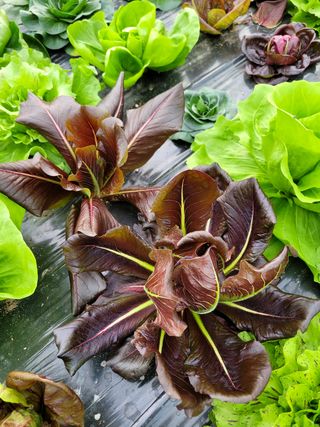 김정임님의 자유주제 · 사진전 작성글 사진