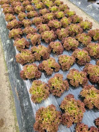 김정임님의 자유주제 · 사진전 작성글 사진