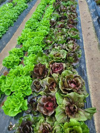 김정임님의 자유주제 · 사진전 작성글 사진