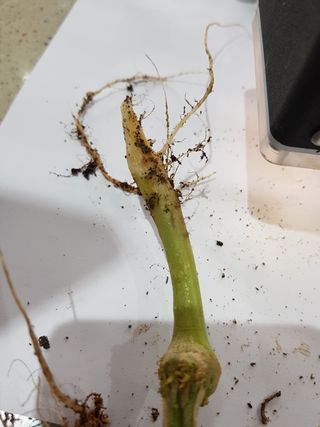 박근희님의 오이 · 자유게시판 작성글 사진